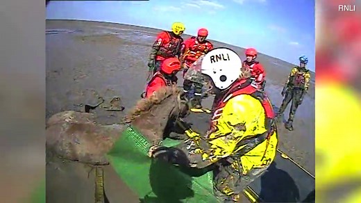 RNLI hovercraft rescues two horses stuck in thick mud in Merseyside