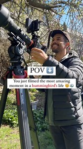 I’m not crying 😭 🐦 I witnessed a hummingbird fledge (leave the nest) for the first time in my life! It was magic. How does a wee hummingbird that’s only been alive for four weeks manage to fly on its first attempt? It’s just amazing. And they aren’t all alone after fledging. Although they don’t return to the nest, they usually stay very close by for a couple of weeks so that their mother can still bring them food, and can teach them how to fend for themselves. After watching the chicks develop