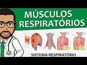 Sistema Respiratório 14 - Os músculos da respiração (vídeo-aula)