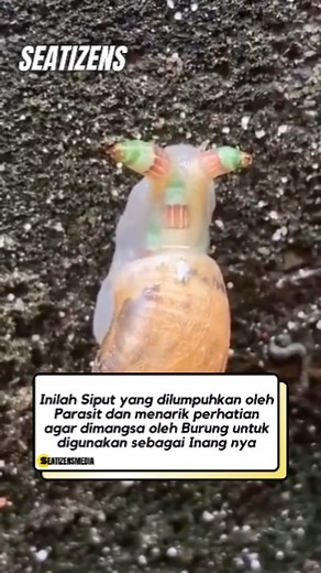 South East Asia Media on Instagram: "A parasite invades the snail, taking control of its body and altering its behavior. It paralyzes the snail and manipulates its appearance, making it more visible to birds. The snail's unnatural movements and brightened colors draw a bird's attention, and when the bird eats the snail, the parasite’s mission is accomplished. Inside the bird, the parasite continues its life cycle, using the bird's digestive tract as a new host to grow and thrive. The bird become
