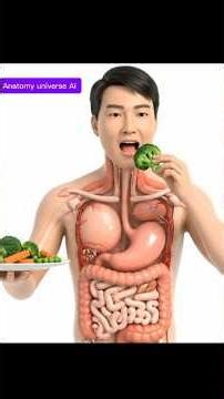 How your body digests vegetables / 3D Human Digestive System Animation