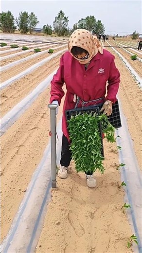 Planting techniques