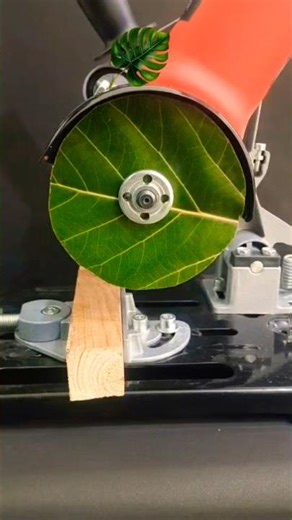 which one can cut fire wood 🪵🪓