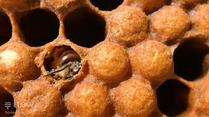 24K views · 278 reactions | Hatching Drone bee!  Bee fact: The size...