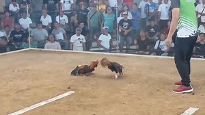 6. 4stag derby Cabangan 11-Nov-2025 | Tropang Sabungero Vlogs