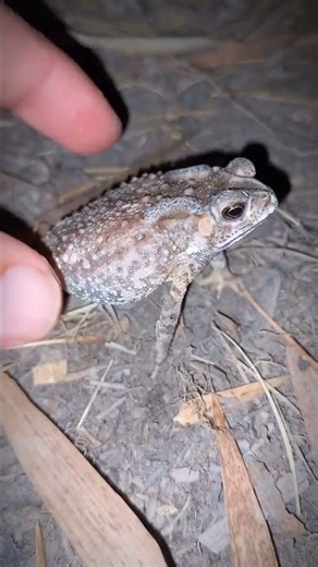 Catch funny frog friends | jump toads funny | FUNNY FROGS | Tep longheng funny frog