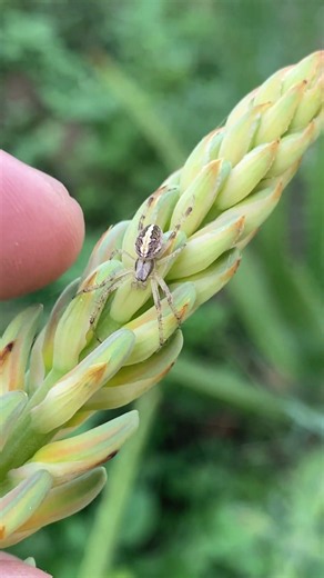 Striped Lynx Spider 🕷️ #animal #shorts
