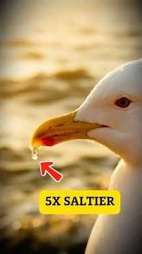 This Bird Drinks the Ocean #seabird #shorts