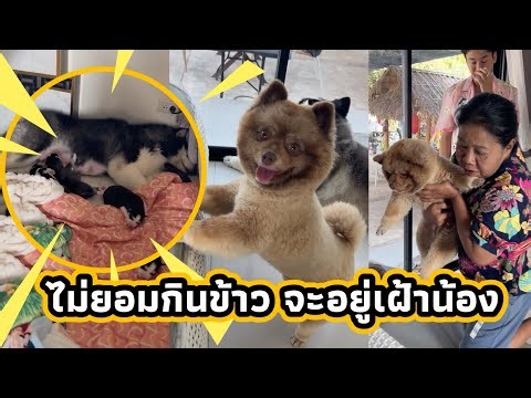 The brown rice (referring to the person in the photo) stayed with its sibling all day, refusing t...