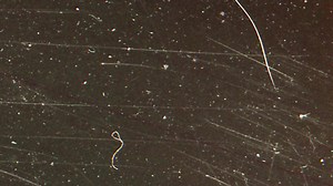 Download Free film burn animated background for free