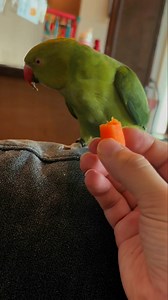 40K views · 1.9K reactions | Kisses for a 凌!? Also… wait for a special appearance from Beaker at the end  #birdsofinstagram #parrotsofinstagram #talkingbird #talkingparrot #cuteanimals #funnyanimals #babyanimals #kisses #family | Beakybeaker | Facebook
