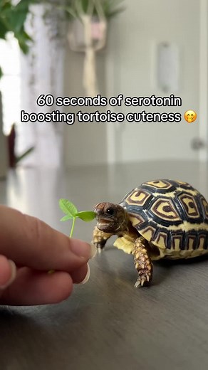 Serotonin-Boosting Tortoise Cuteness! Watch Cute Pets and Baby Turtles