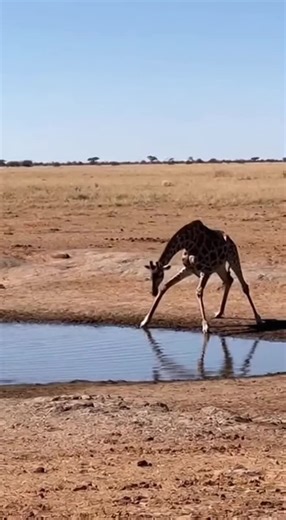 Giraffe vs Crocodile: A Wild Showdown in Nature