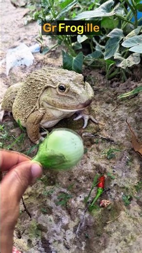 How do you say Frog in French 🇫🇷 #LearnFrench #FrenchVocab