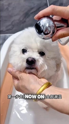 Tommy was not taking bath secretly from his mother then what his mother did 😍😍#shorts #dogs
