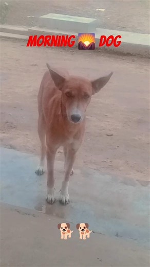 #dog #funny #comedymovies