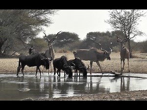 Bowhunting Africa - Botswana 2018 - Bokamoso Safari - Kudu & Wildebeest - Day 3