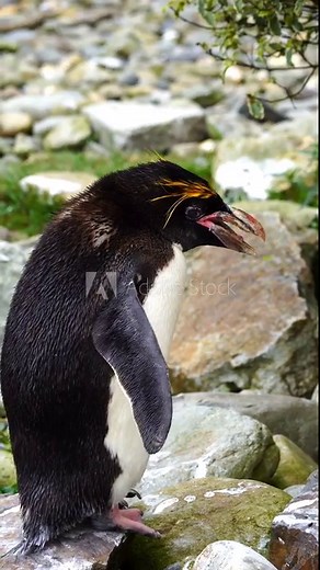 Extreme close up 4K movie of a macaroni penguin in an enclosure at Folly Farm Zoo, Kilgetty, Pembrokeshire, Wales. This breed has a gold crest on its head. Cleared for commercial and creative use.
