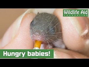 Feeding time for 4-day-old baby mice!