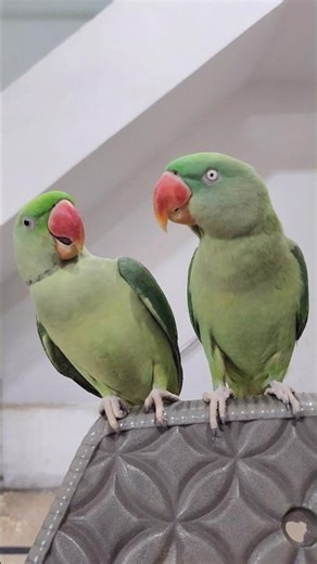 Raw Parrot vs Female Parrot Fighting👀 #shortsfeed #video #birds #asmr #talkingparot