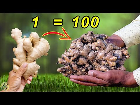 HOW TO GROW GINGER FROM GINGER AT HOME | 🥕 FOOD GARDENING EP-1