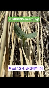 105 reactions · 3 comments |  First sprouts of fall magic are...