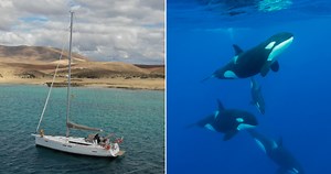 Cases of orcas attacking boats on the rise