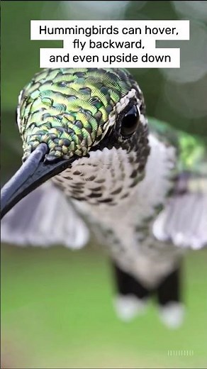 This Is How Hummingbirds Move in Mid Air