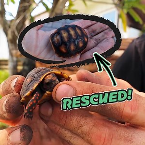 165K views · 1.6K reactions | Finding Baby Tortoises In The Winter House | Jacob Feder | Facebook