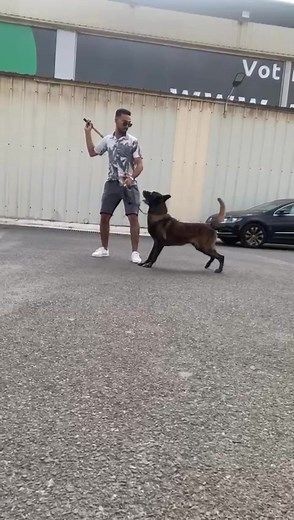 k9 malinois prince sur TikTok