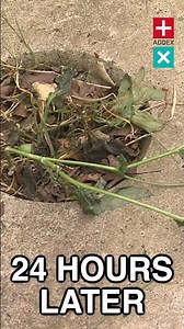 WEED CONTROL with the KECKEX!!!