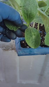 #Hand-pointing method #Cucumber grafting is mainly for resistance to continuous cropping and high yield. sick | unique grafting