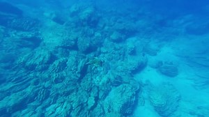 Ocean Turtle, Scuba Diving, Sea Turtle. Free Stock Video