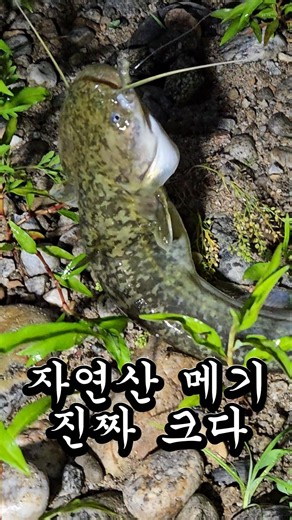 Monster Wild Catfish #monsterCatfish #catfish #fishing #freshwaterfishing #wildCatfish