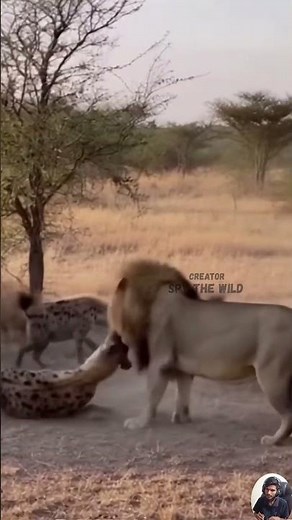 Lion vs Hyenas A Battle for Wildlife Survival—You Won’t Believe How This Fight Ends!
