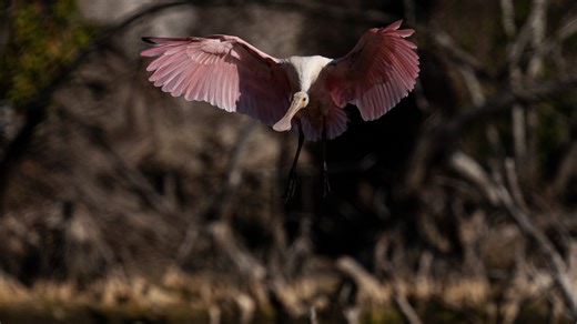 Have you seen a banded roseate spoonbill? Audubon Florida wants to know.