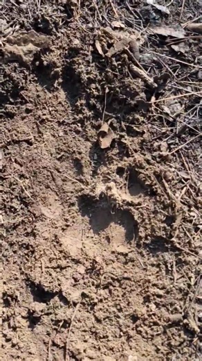 Leopard Pugmarks 🐾 #explore #nature #wildlife
