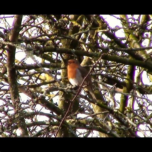 That Robin Sound Nature's Melody 🎧#robin #birdsong #wildlife #fyp #shorts