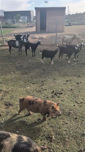 The goats, sheep and pigs at feeding time.