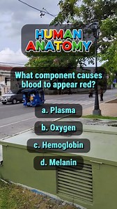 HUMAN ANATOMY What component causes blood to appear red? a. Plasma b. Oxygen c. Hemoglobin d. Melanin #science #sciencechallenge #scienceforkids #anatomy #humananatomy #sciencefacts #generalknowledge #sciencefiction #hemoglobin | Learn English
