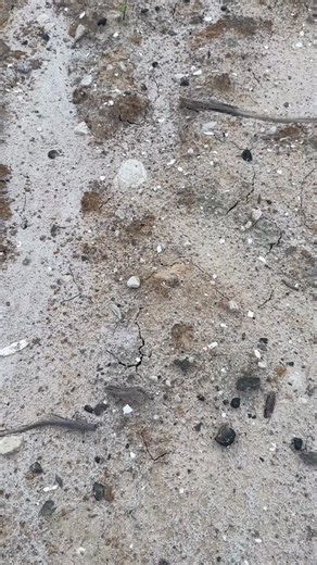 June 24, 2025 — A perfect Bull Shark tooth paired with a beautiful piece of petrified wood. Both incredible finds from the Lowcountry of South Carolina. * * #FFH #familyfossilhunters #BullShark #SharkTooth #FossilFind #LowcountryFossils #PetrifiedWood #FossilHunter #PaleoFinds #CoastalDiscovery #SharkToothHunting #Prehistoric #FossilCollection #NaturalHistory #FossilLife #FossilAddict #SouthCarolinaFinds #AncientOceans #PaleoArt #SharkLover #Fossilized #Beachcombing #whaleofatimesite | Family Fo