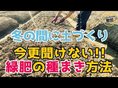 [How to sow wheat seeds] [Green manure] Soil preparation using oats, rye, and barley! First, let'...