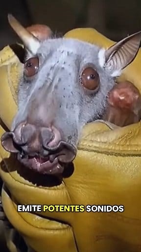 Los 5 animales más raros del mundo! #reelsfypシ #viralreelsシ #curiosidades #animales | El Andy