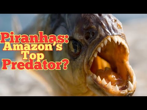 Piranha attack mode: Nature's Tiny, Fearsome Hunters