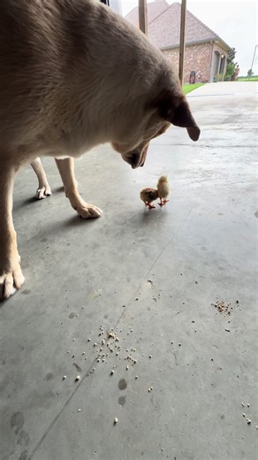 #fyp #labsoftiktok #chicken #babychicks
