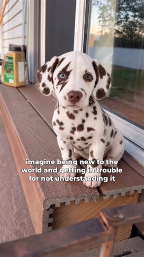 he gets a pass every time #dalmatian #dogmom #dogmomlife #puppylove #dogmomma