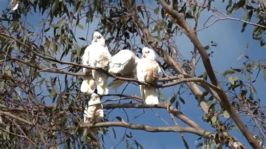 Little Corella Cacatua sanguinea Western Australia, Australia 🇦🇺 | North Africa Parrot Services
