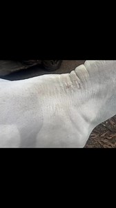 Understanding and Treating Lice Infestations in Horses