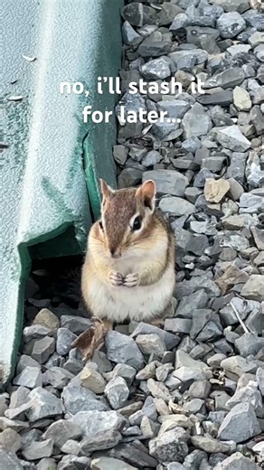Chipmunk “chuck” call #wildlife #chipmunk #canadawildlife #cute #cuteanimals