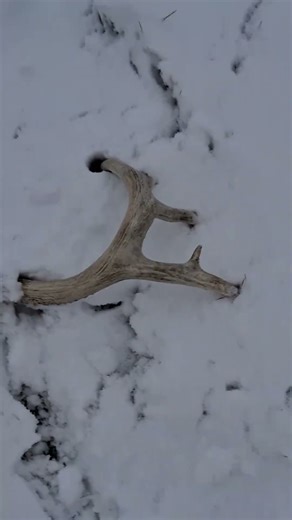 crazy shed antler found in backyard
